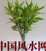 昌江十二生肖养什么植物最旺财运？你知道吗！